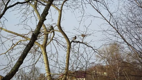 Spring mating games of birds in the park Stock Footage 272219594