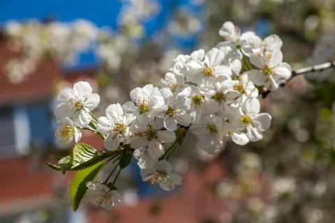 Spring may bloom, the cherry and white colours. Stock Photos