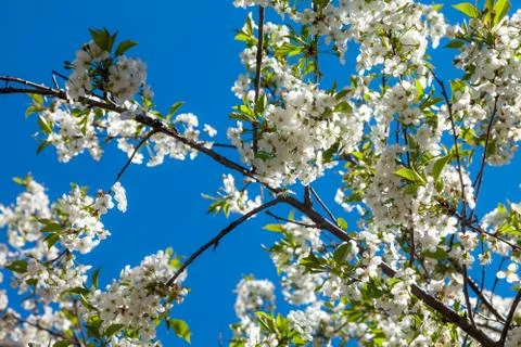 Spring may bloom, the cherry and white colours. Stock Photos