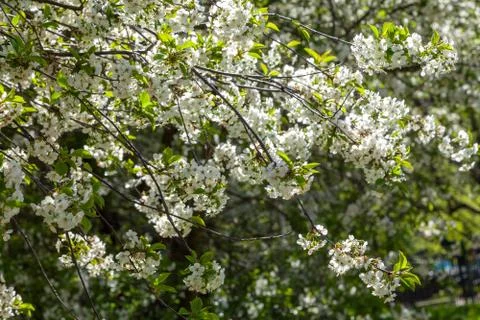 Spring may bloom, the cherry and white colours. Stock Photos
