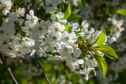 Spring may bloom, the cherry and white colours. Stock Photos