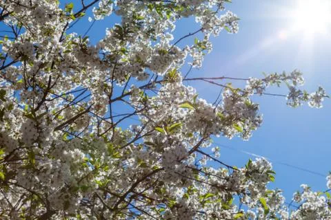 Spring may bloom, the cherry and white colours. Stock Photos