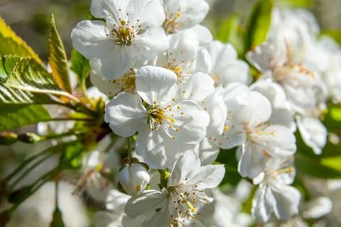 Spring may bloom, the cherry and white colours. Foto stock