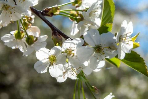 Spring may bloom, the cherry and white colours. Stock Photos