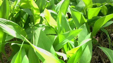 Spring may-lily flowers with lush leaves on sunny day macro Stock Footage 132687906