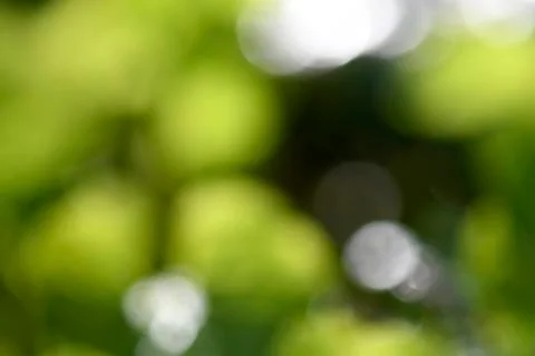 Spring Meadow Background Stock Photos