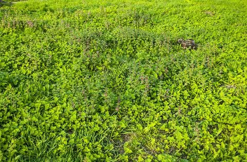 Spring meadow background Stock Photos