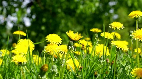 Spring meadow with beautiful yellow dandelions Video stock 54486895