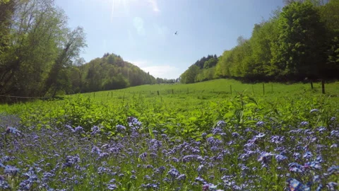 Spring meadow in Belgian countryside. Stock-Footage 108587816