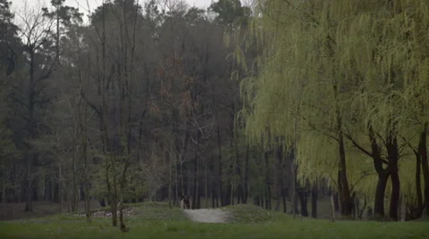 Spring meadow with big tree with fresh green leaves Stock Footage 62464900