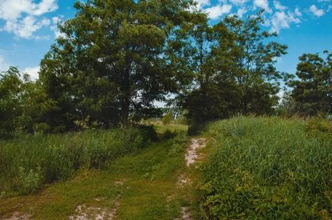 Spring meadow with big tree with fresh green leaves Stock Photos