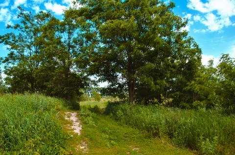 Spring meadow with big tree with fresh green leaves Stock Photos