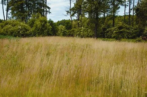 Spring meadow with big tree with fresh green leaves Stock Photos