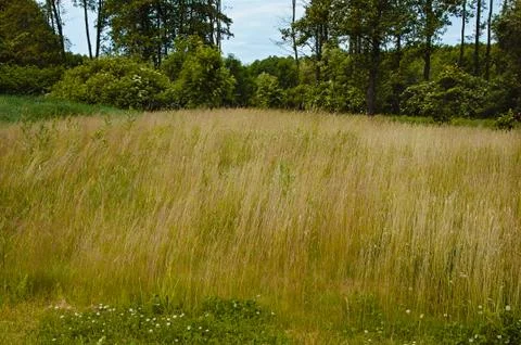 Spring meadow with big tree with fresh green leaves Stock Photos