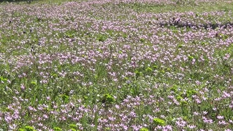 Spring meadow in blossom with first spring pink wild flowers Stock Footage 305587535