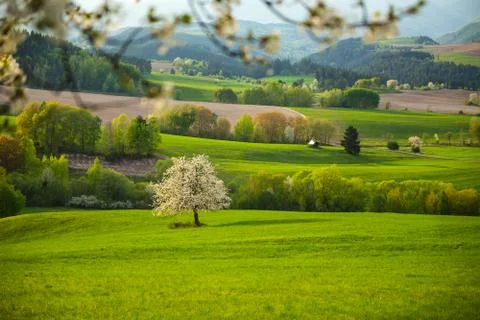 Spring meadow with blossoming cherries Foto stock