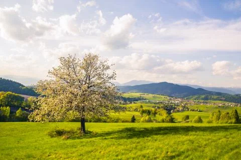 Spring meadow with blossoming cherries Fotos Stock