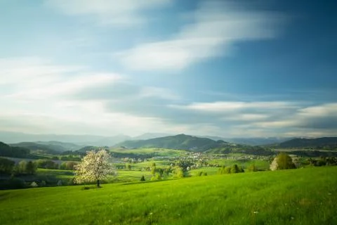 Spring meadow with blossoming cherries Stock Photos