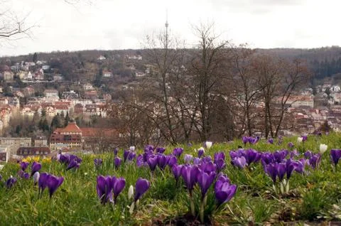 Spring meadow with blue crocus and view of Stuttgart Stock Photos