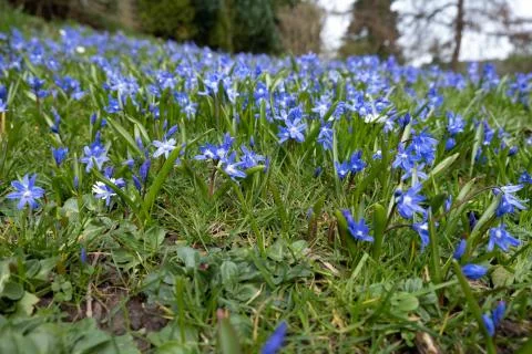 Spring meadow of blue crocuses Stock Photos