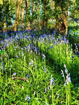 A Spring meadow with Bluebells Stock Photos