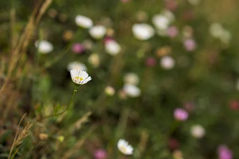 Spring meadow of a carpet of wild daisy flowers Stock Photos