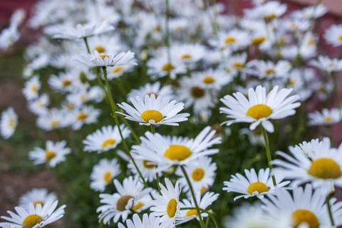 Spring meadow of a carpet of wild daisy flowers Stock Photos