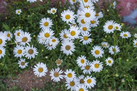 Spring meadow of a carpet of wild daisy flowers Stock Photos