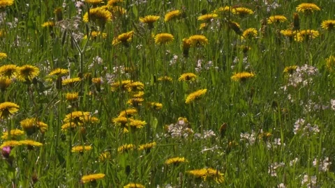 Spring meadow carpet of yellow dandelions and  cuckooflowers (slide) Stock Footage 329773858