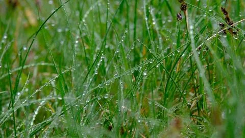 Spring meadow close-up. Raindrops on long grass blades. A symbol of hydrati.. Stockfoto's
