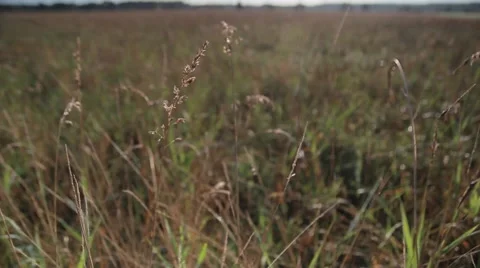 Spring meadow on cloudy day Stock Footage 53498042