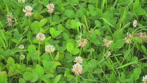 Spring meadow with clovers Stock Footage 144457986
