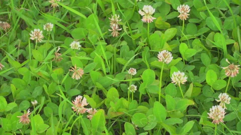 Spring meadow with clovers Stock Footage 144458020