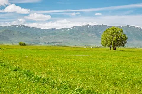 Spring Meadow with Copy Space for Wallpaper, Erzurum Plain, Turkey Stock Photos