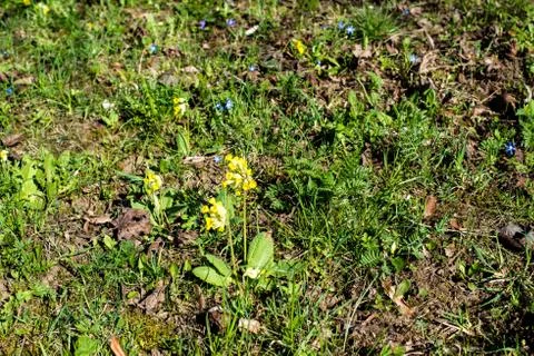 Spring meadow with Cowslips Stock Photos
