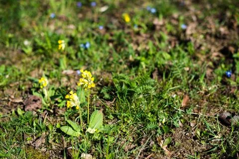 Spring meadow with Cowslips Stock Photos
