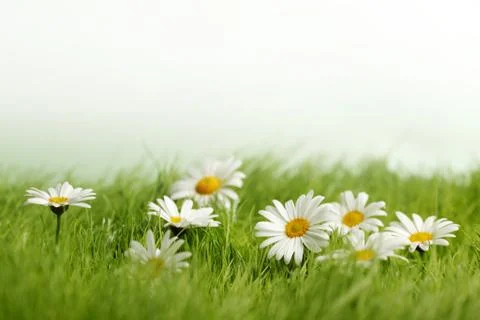 Spring meadow with daisies Stock Photos