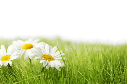 Spring meadow with daisies Foto stock