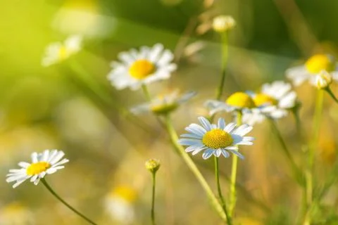 Spring meadow with daisies Stock Photos