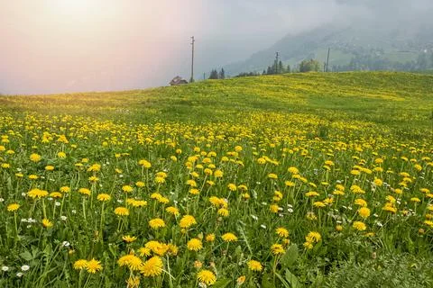 Spring meadow with a dandelions Stock Photos