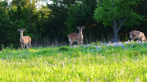 Spring meadow with deer Stock Footage 128147424
