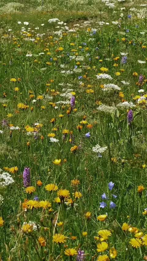 Spring Meadow with Diverse Wildflowers in Full Bloom Stock Footage 315213254