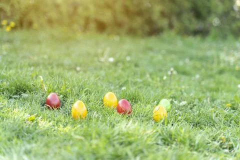 Spring meadow with Easter eggs hidden in the grass. colorful easter eggs in Stock Photos
