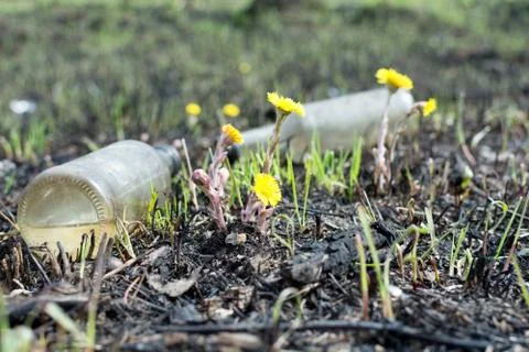 Spring meadow. environmental pollution bottles. yellow flowers coltsfoot Stock Photos