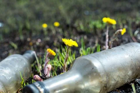 Spring meadow. environmental pollution bottles. yellow flowers coltsfoot Stock Photos