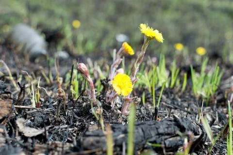 Spring meadow. environmental pollution bottles. yellow flowers coltsfoot Stock Photos