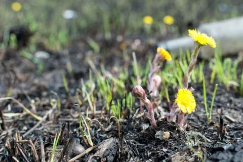 Spring meadow. environmental pollution bottles. yellow flowers coltsfoot Stock Photos