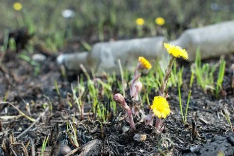 Spring meadow. environmental pollution bottles. yellow flowers coltsfoot Stock Photos