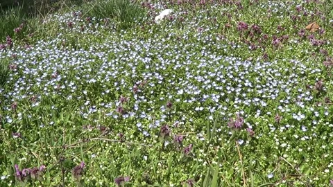 Spring meadow with first spring flowers forget-me-nots Stock Footage 305587936