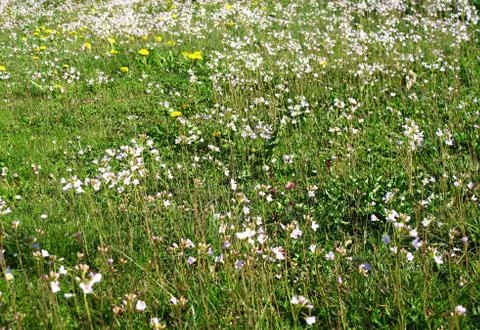 Spring meadow flowering  Stock Photos
